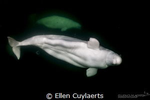 Beluga whales in Churchill, manitoba, Canada. Great encou... by Ellen Cuylaerts 